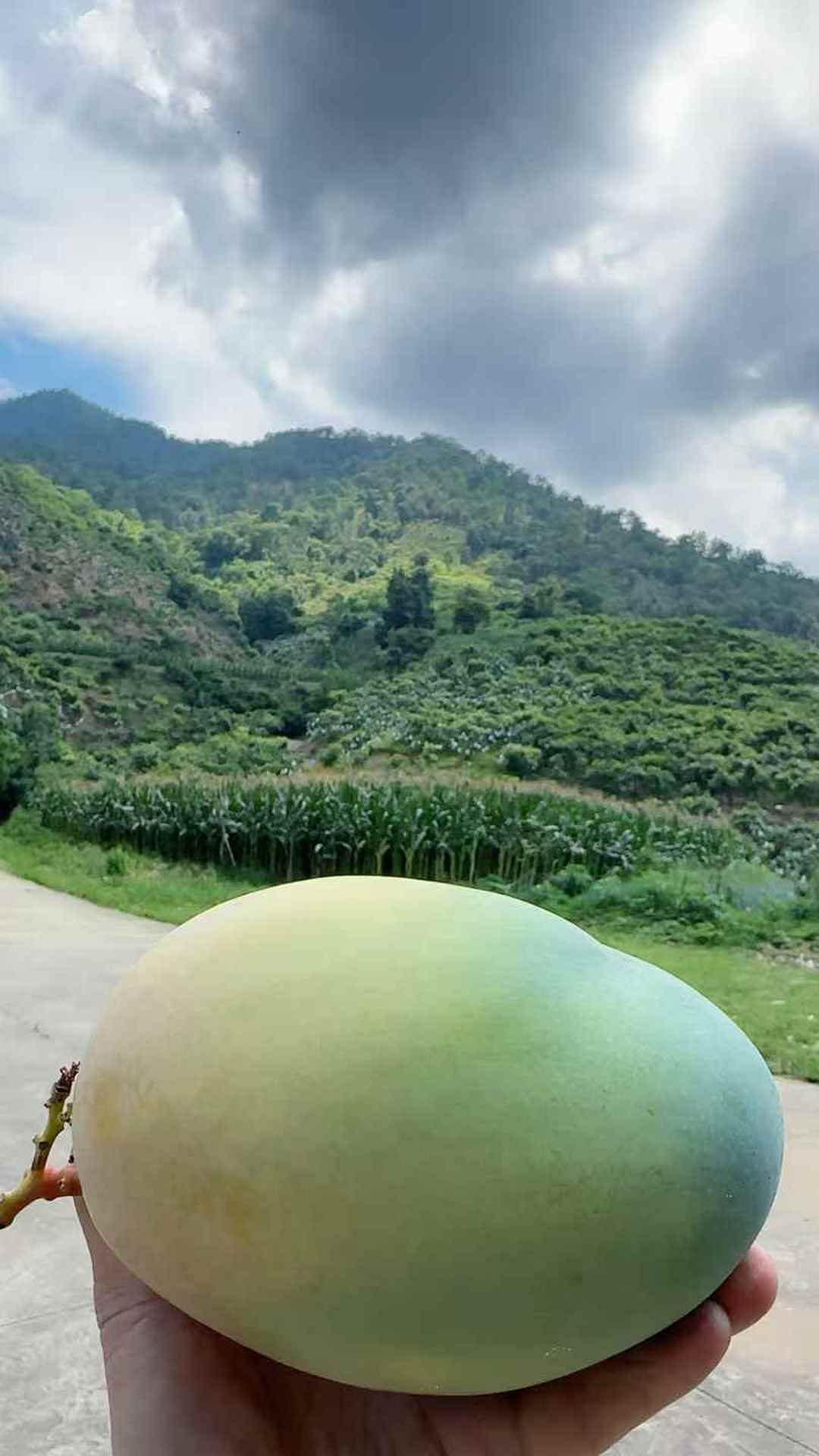 攀枝花凯特芒果:阳光吻过的金色珍馐 – 攀枝花芒果网