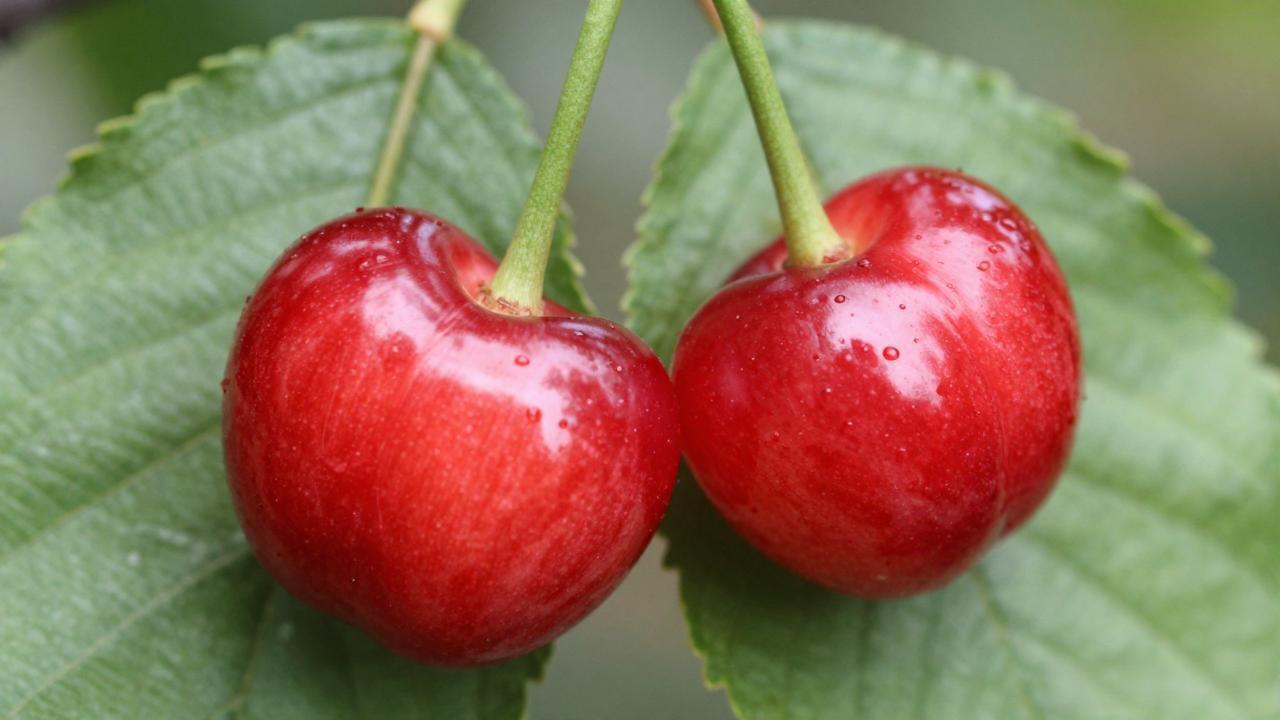 针叶樱桃的药用价值与营养功效,全面了解针叶樱桃的好处