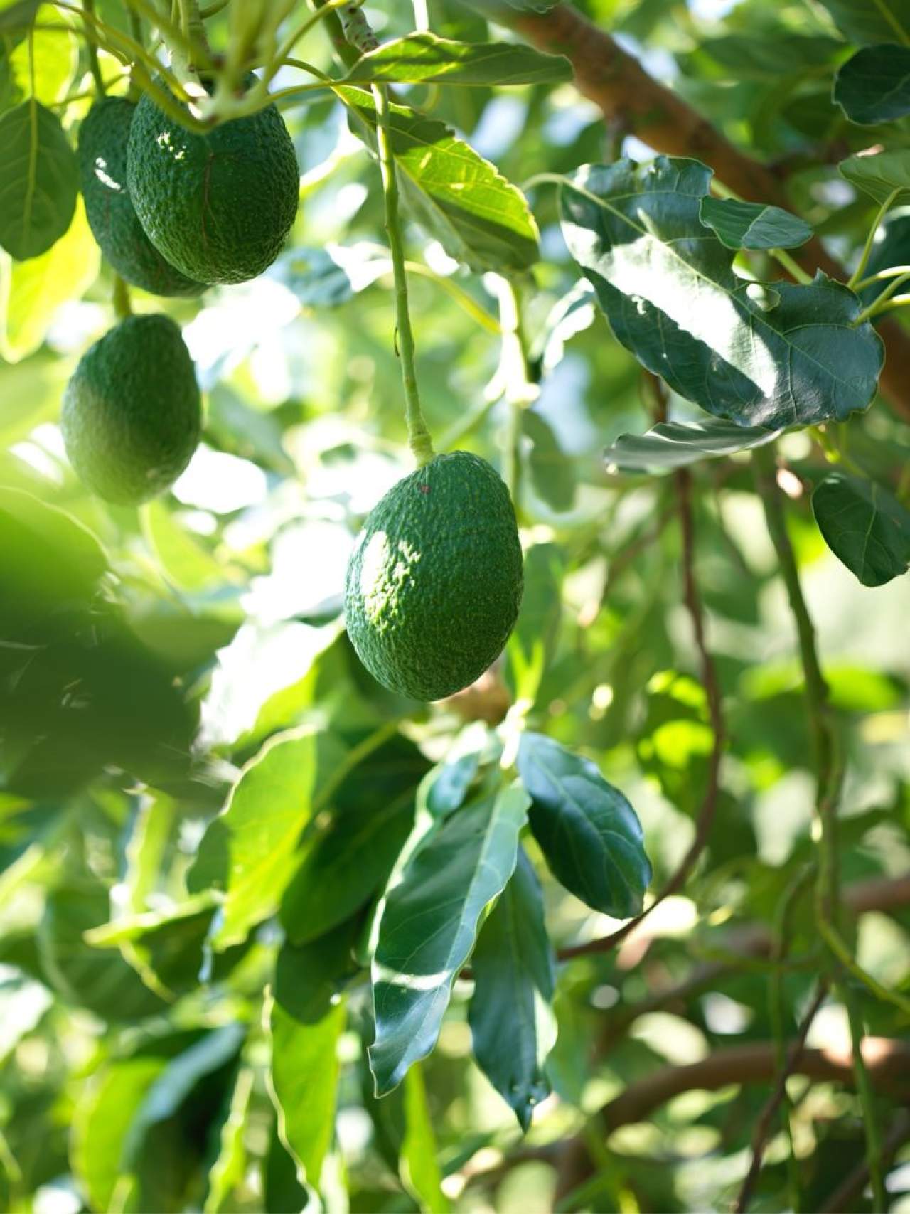 大凉山哈斯牛油果