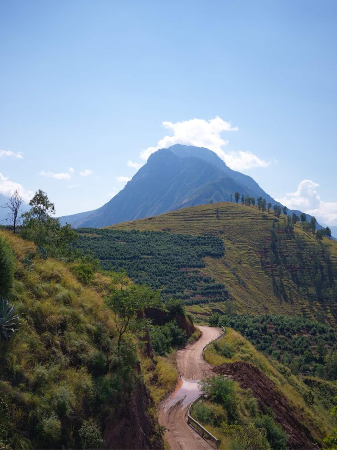 大凉山哈斯牛油果