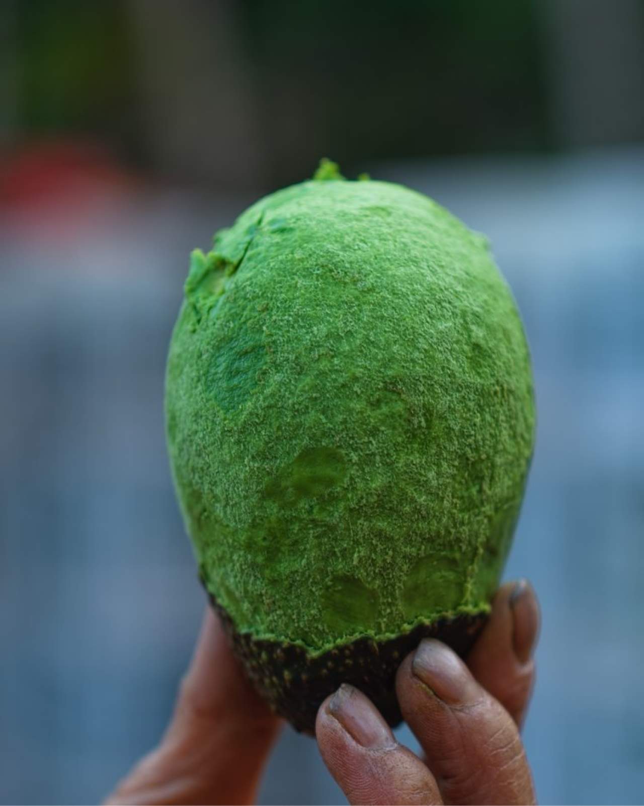 大凉山哈斯牛油果