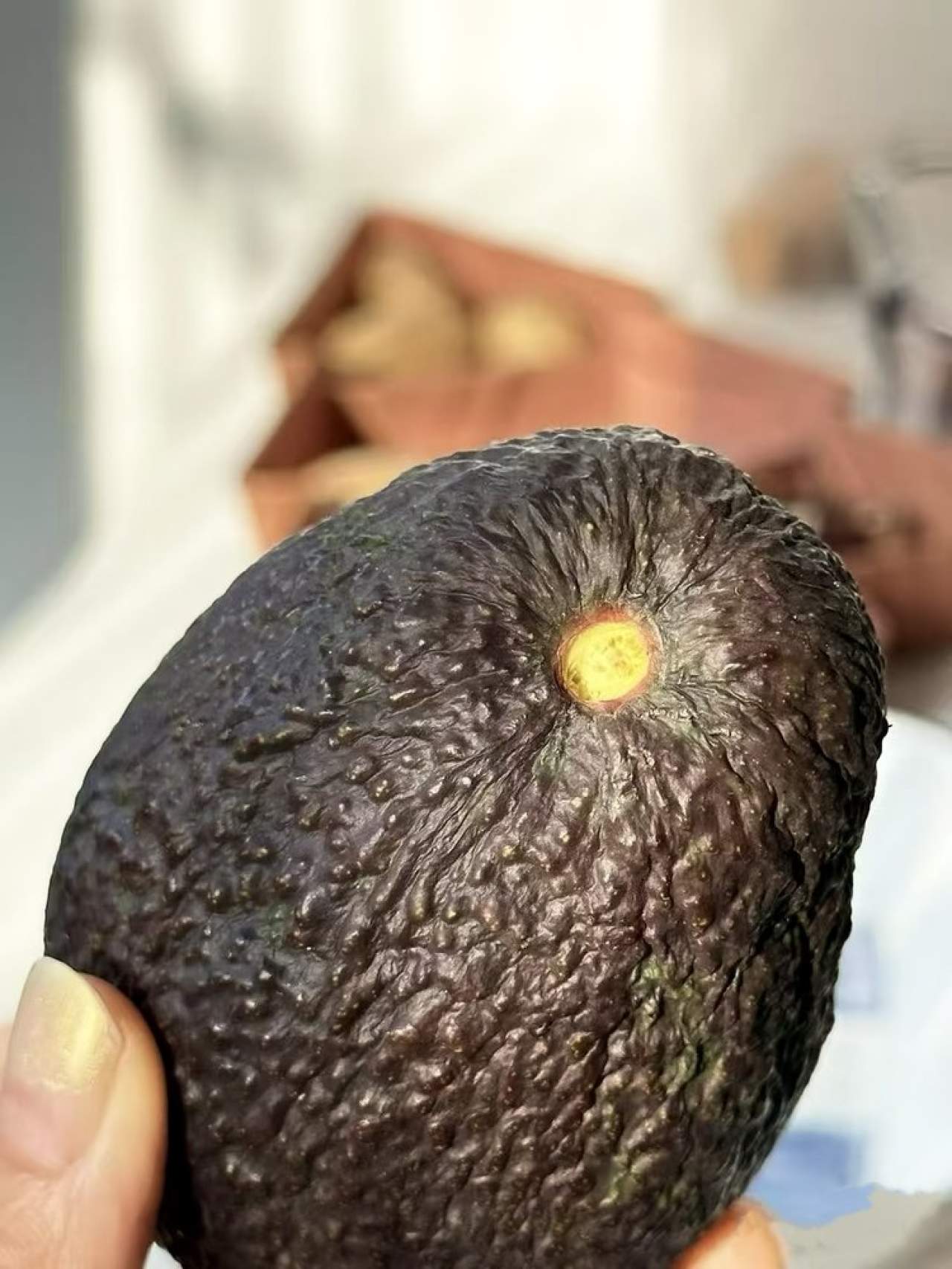 大凉山哈斯牛油果