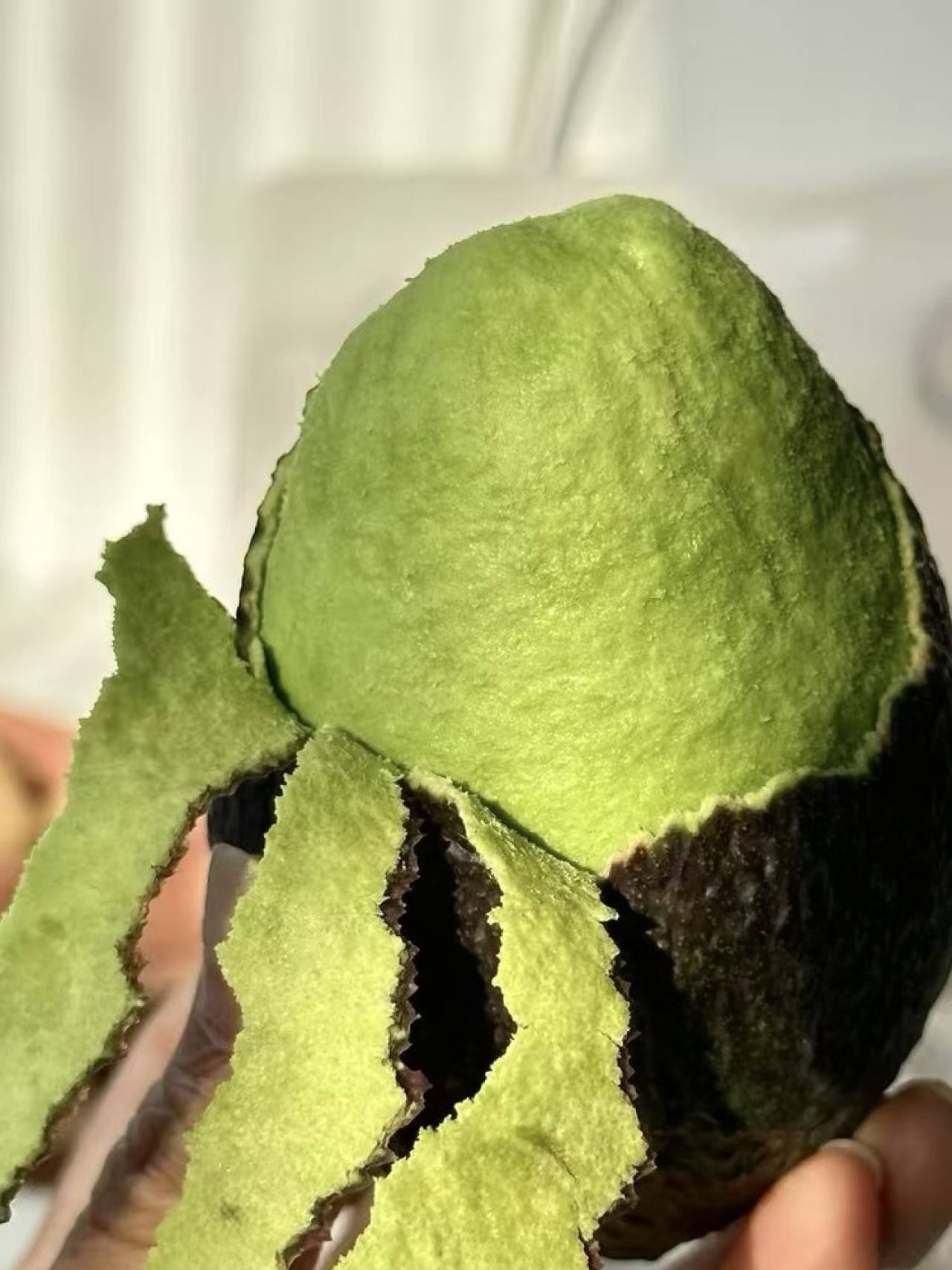 大凉山哈斯牛油果