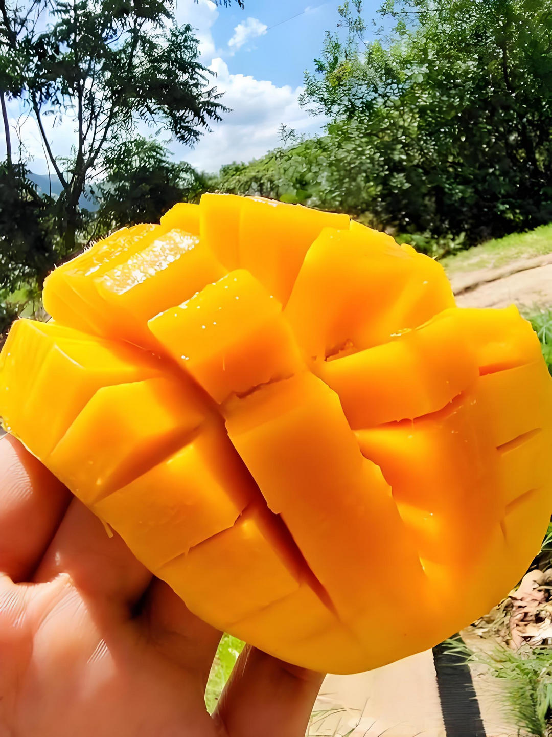 攀枝花金煌芒果