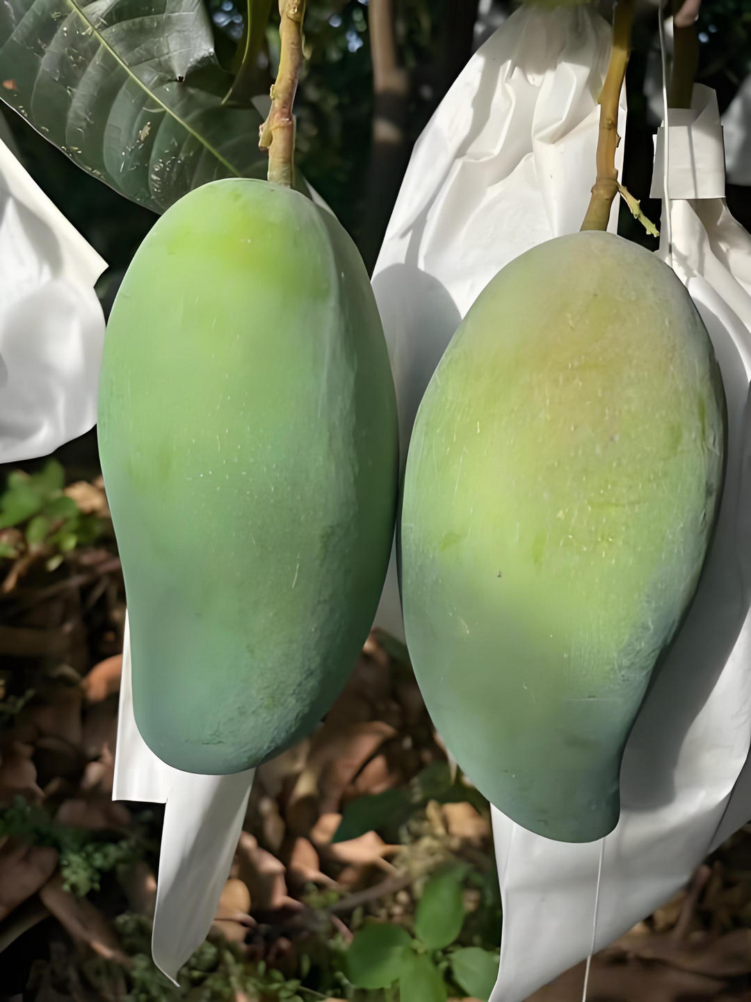 攀枝花金煌芒果