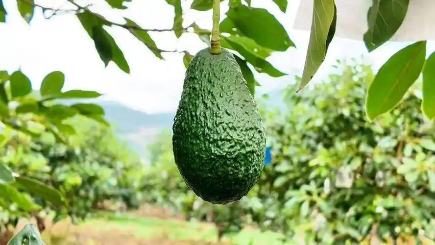 攀枝花哈斯牛油果