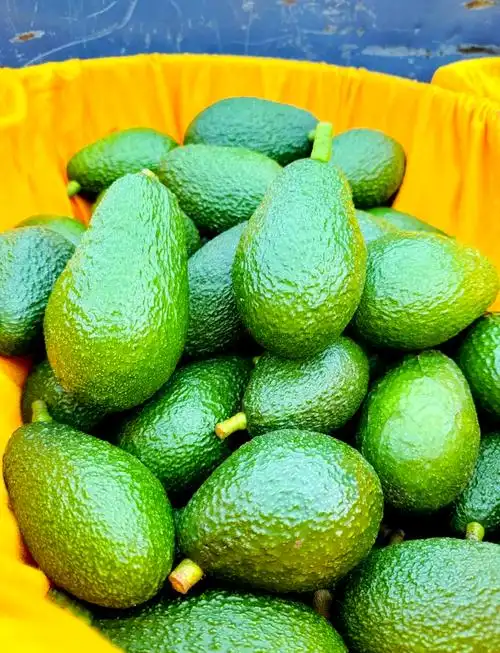 攀枝花哈斯牛油果