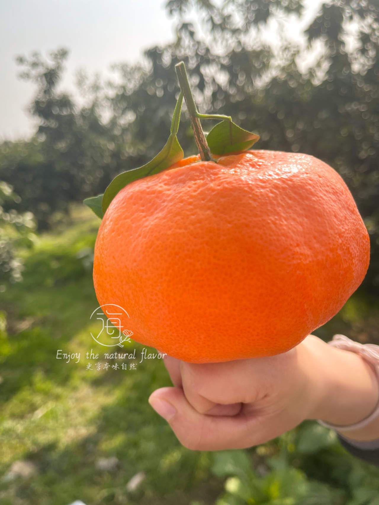 嵋春柑～大橘·甘平
