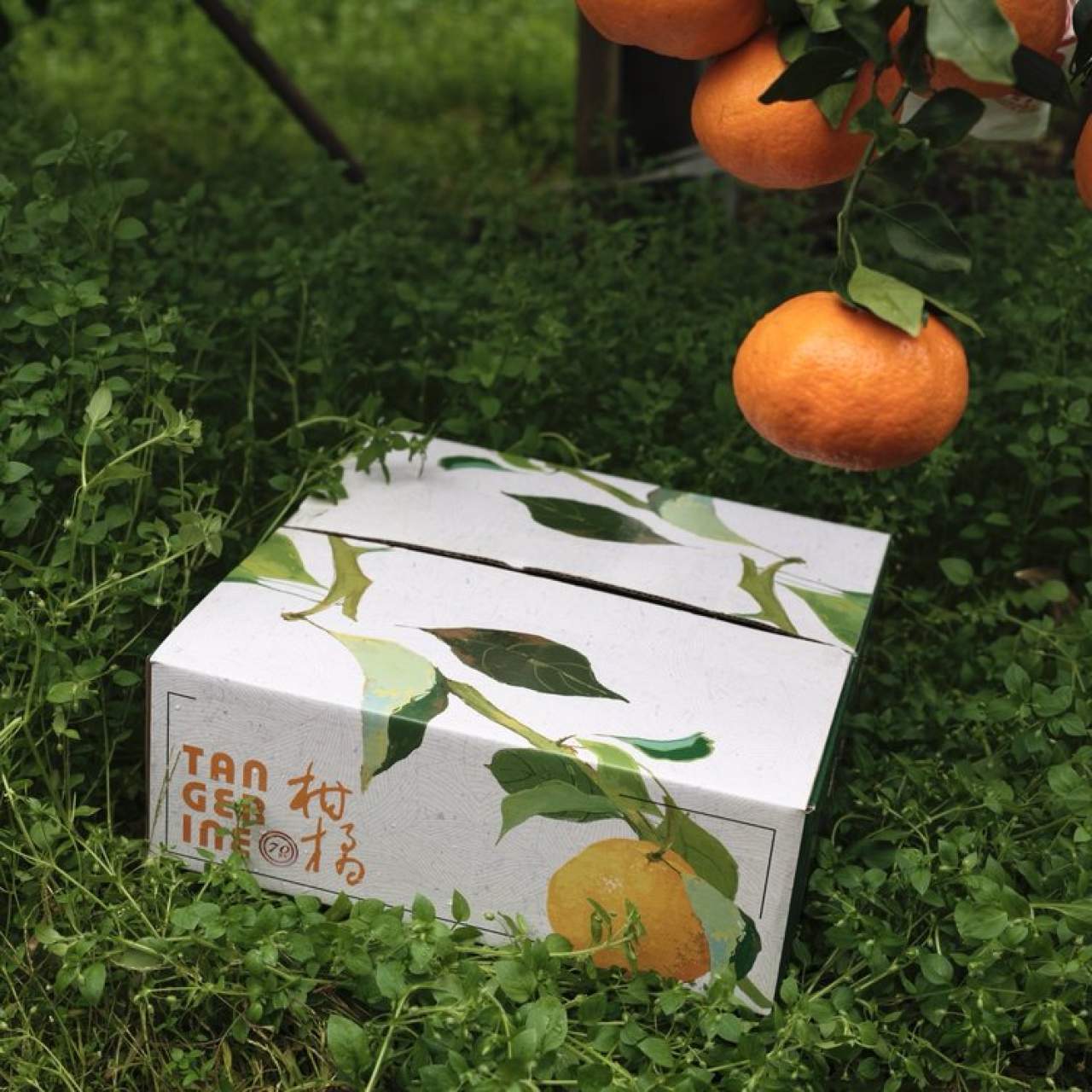 嵋春柑～大橘·甘平