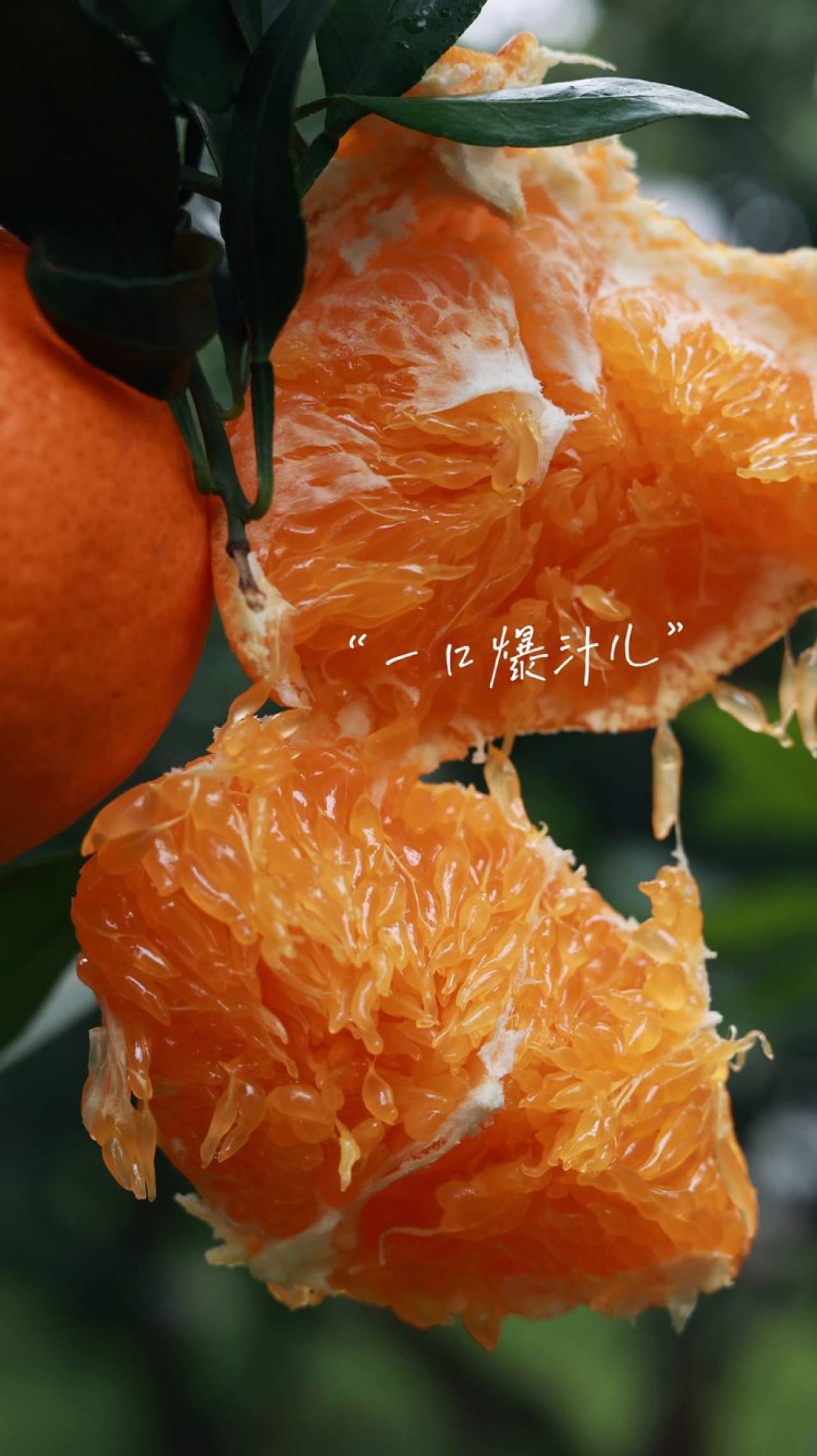 嵋春柑～大橘·甘平