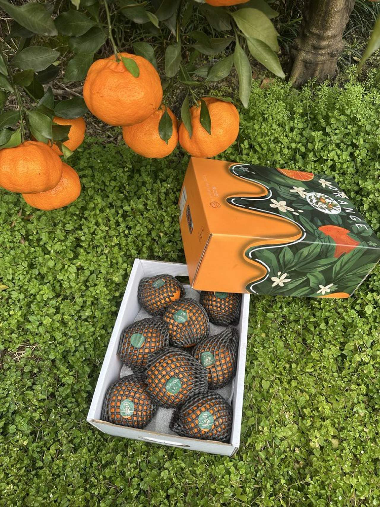 "嵋春柑～大橘·甘平<礼盒装