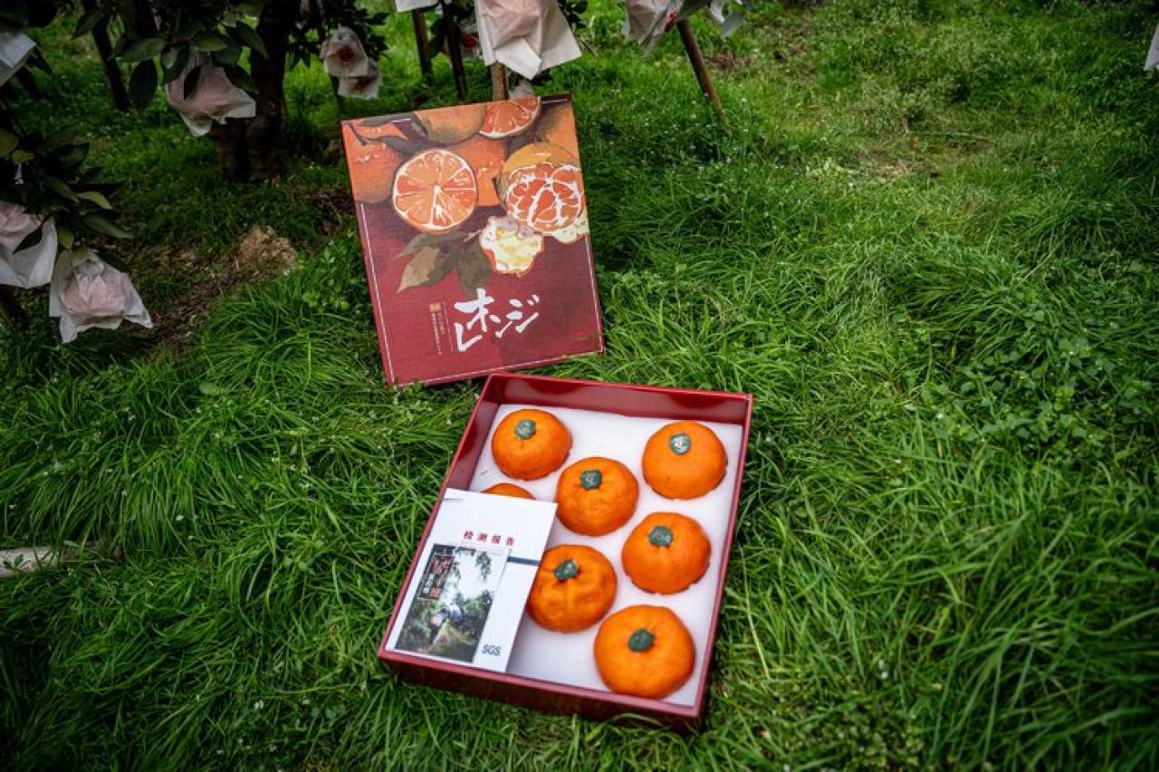 嵋春柑～大橘·甘平<礼盒装>