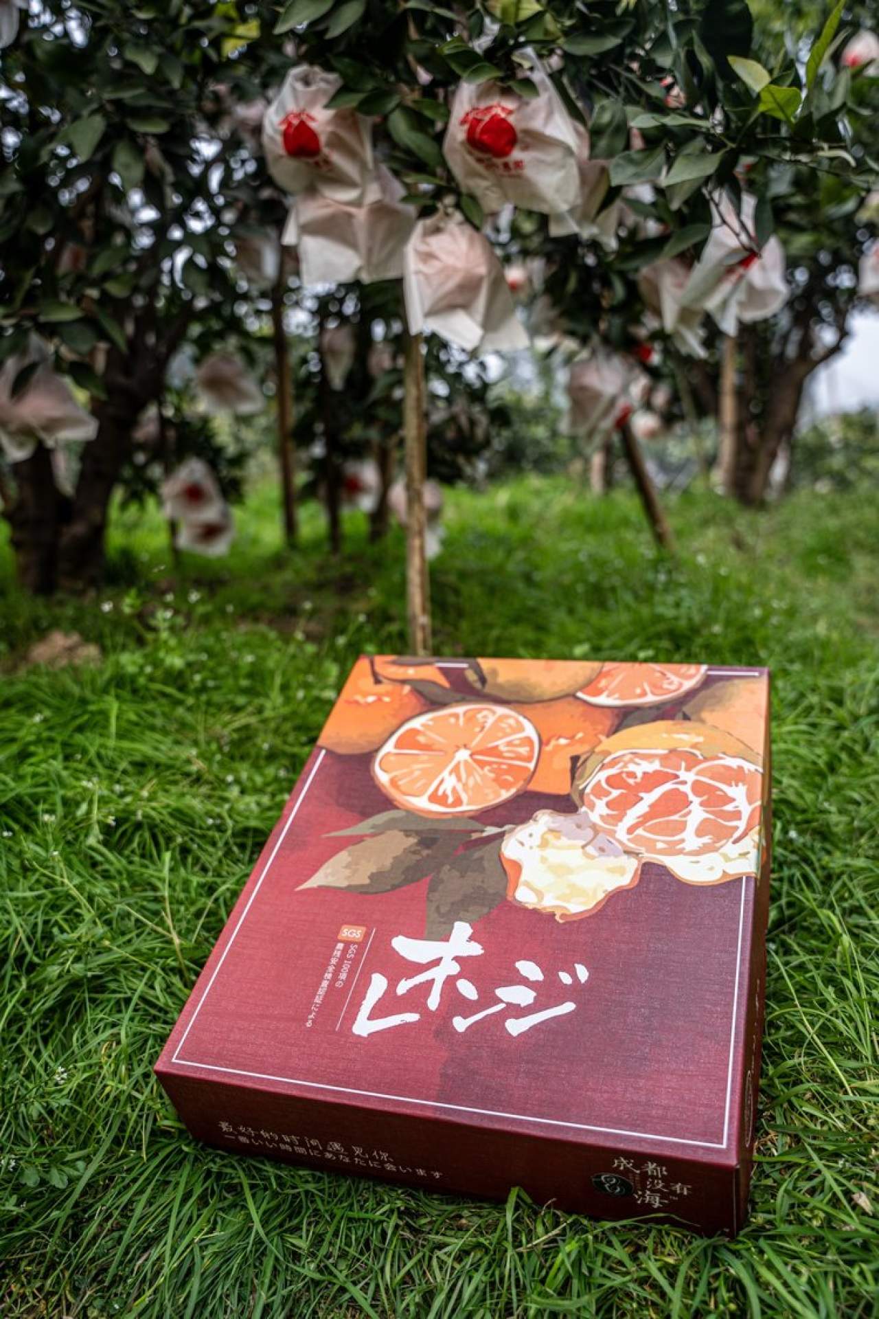 嵋春柑～大橘·甘平<礼盒装>