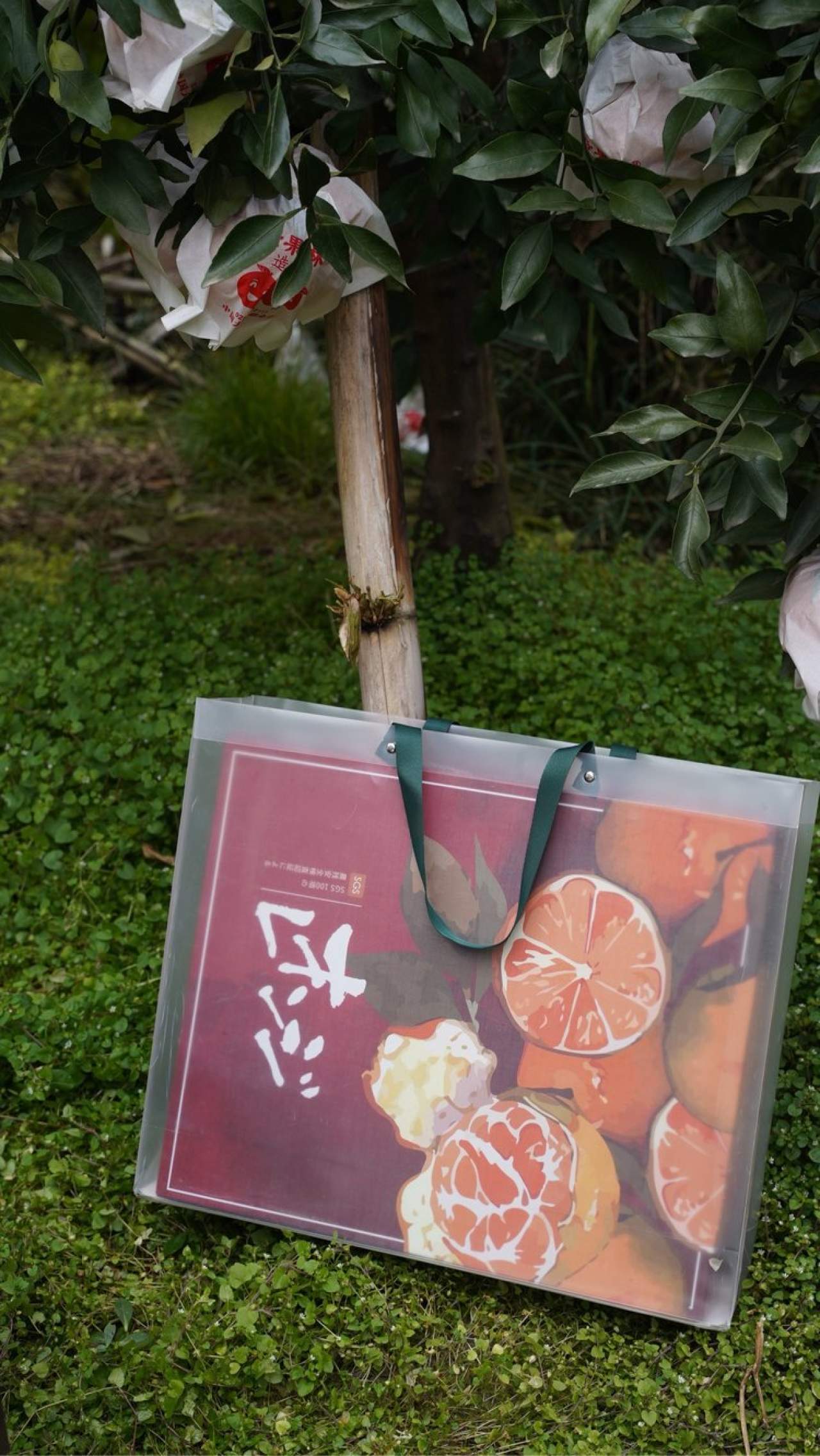 嵋春柑～大橘·甘平<礼盒装>