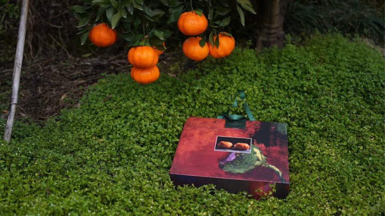 嵋春柑～大橘·甘平<礼盒装>