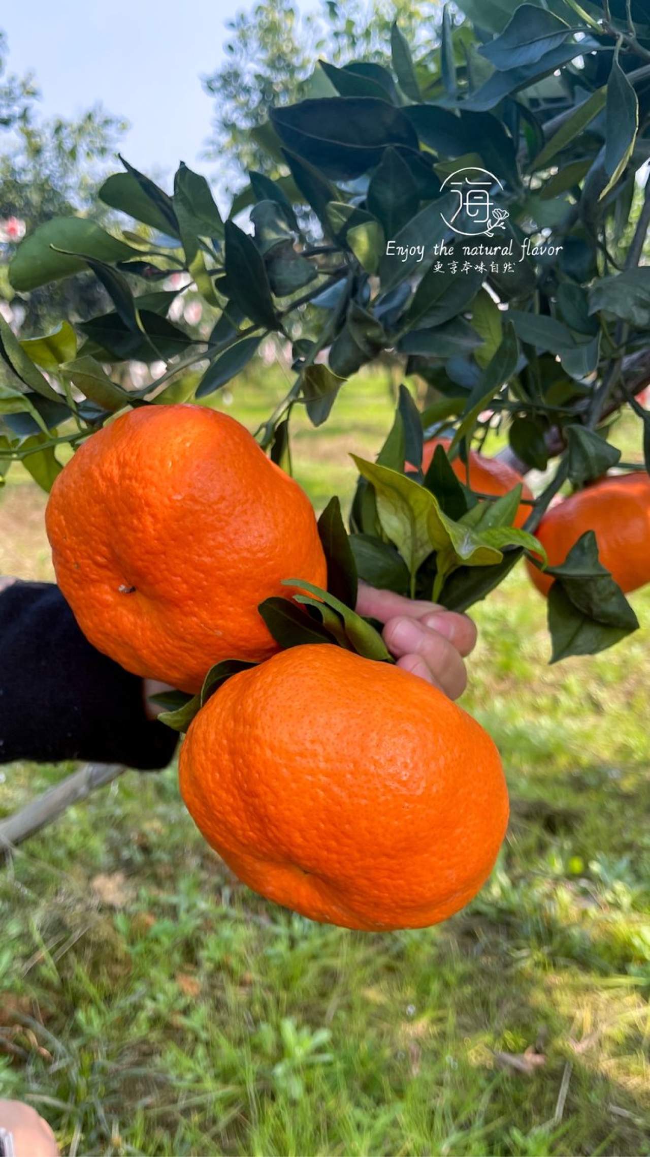 嵋春柑～大橘·甘平<礼盒装>