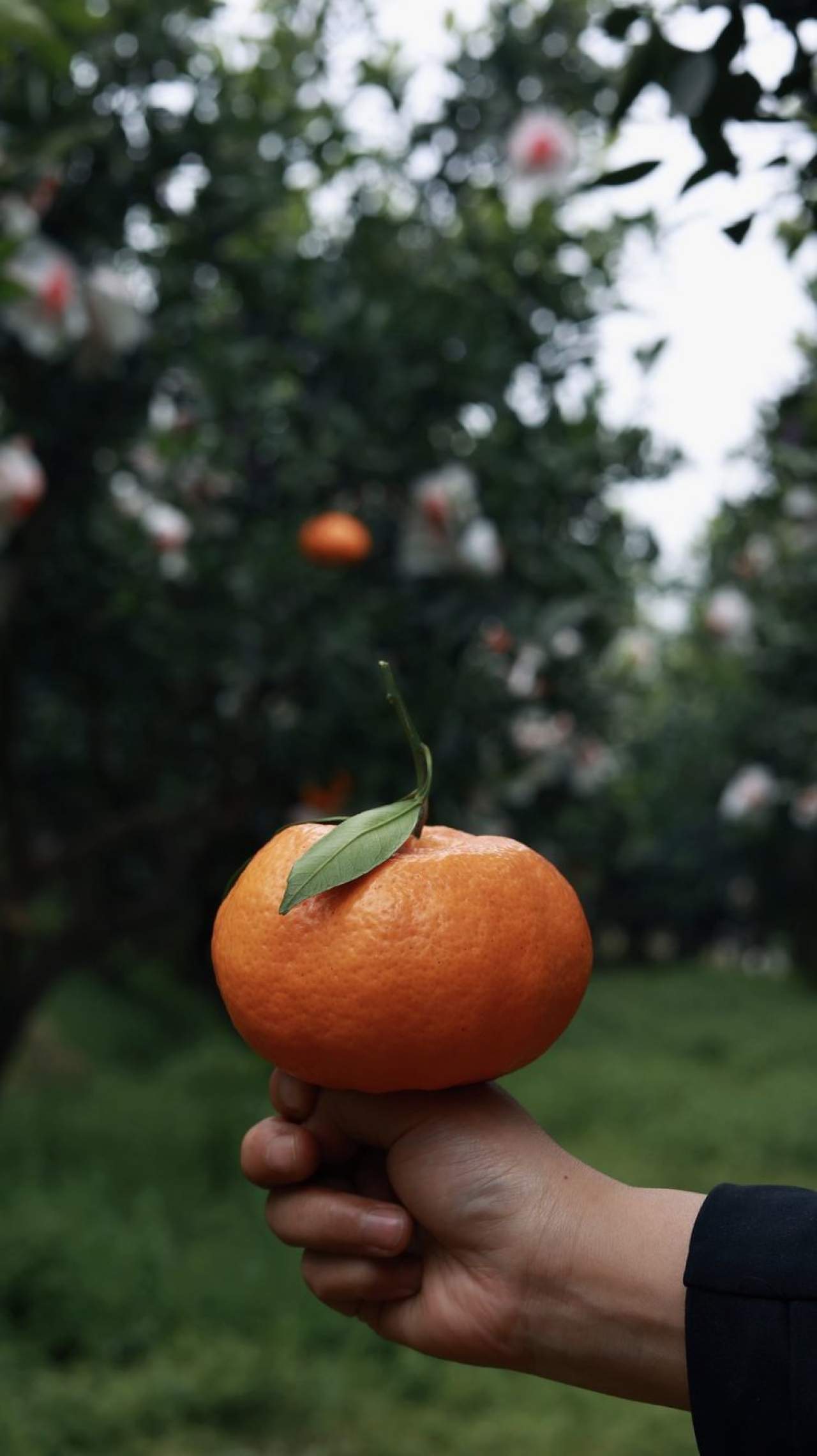 嵋春柑～大橘·甘平<礼盒装>