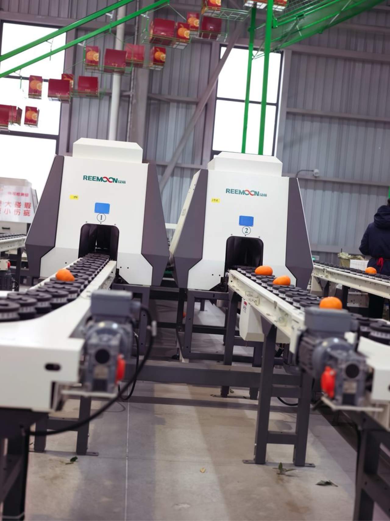 嵋春柑～大橘·甘平<礼盒装>