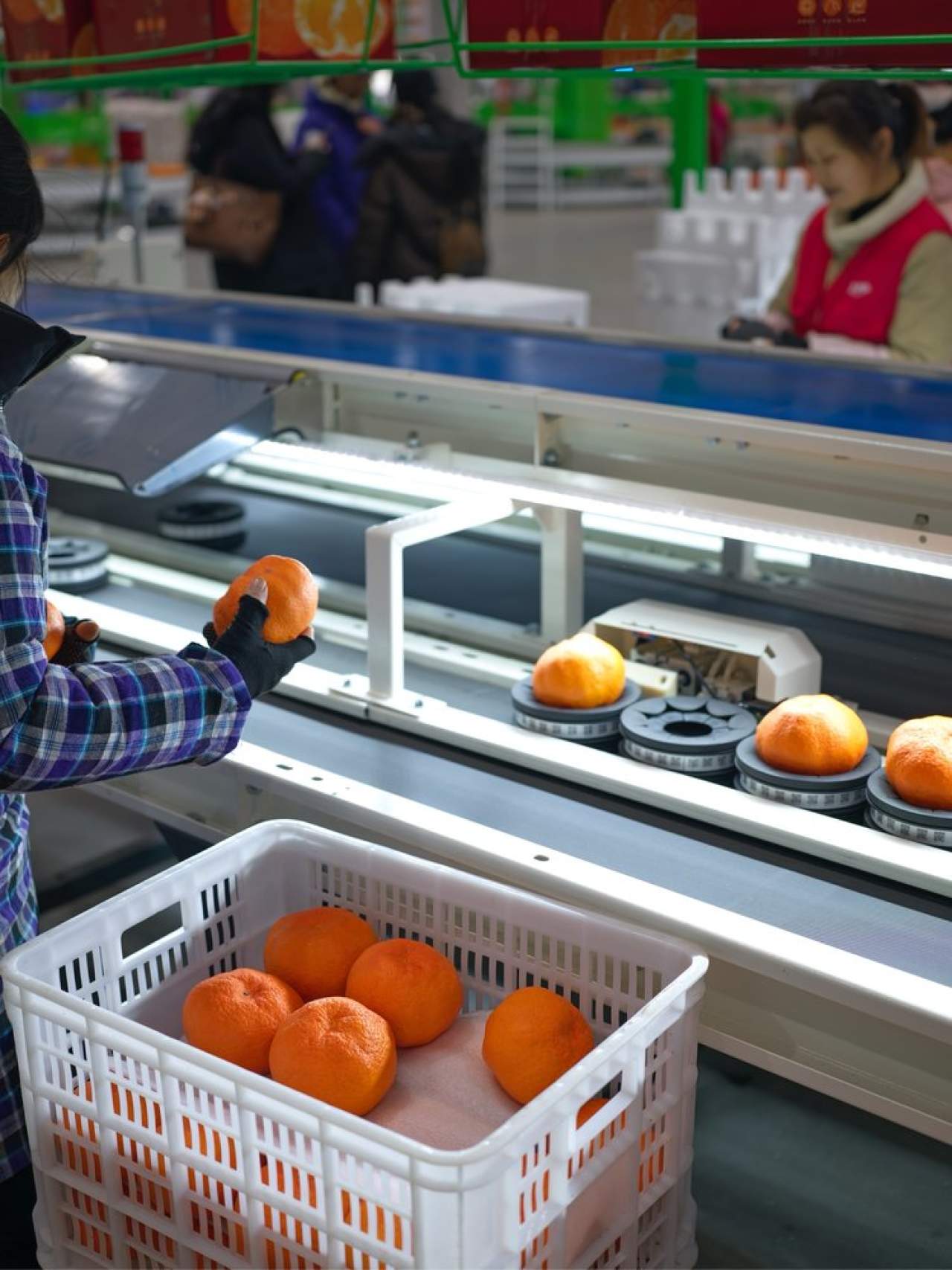 嵋春柑～大橘·甘平<礼盒装>