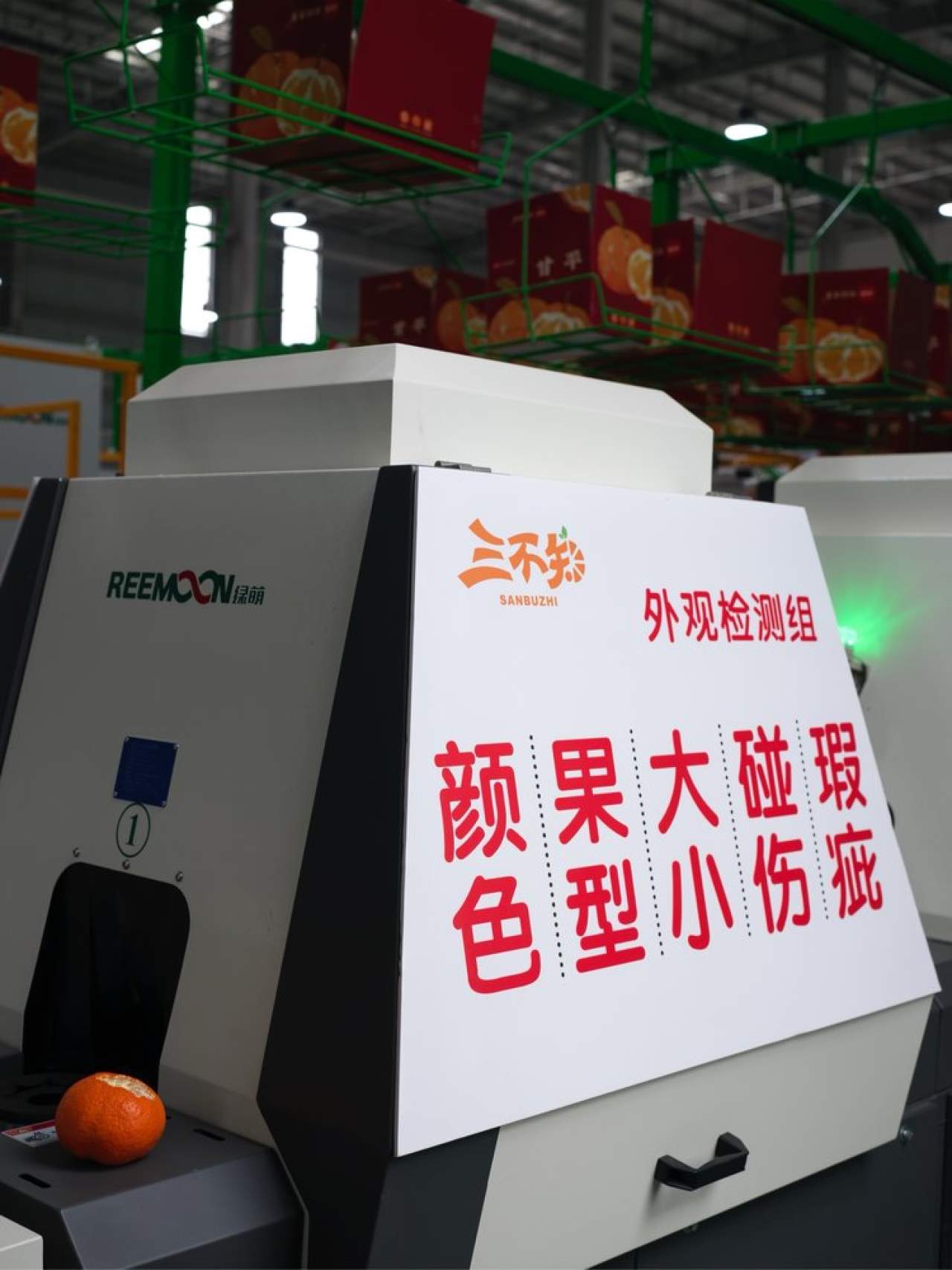 嵋春柑～大橘·甘平<礼盒装>