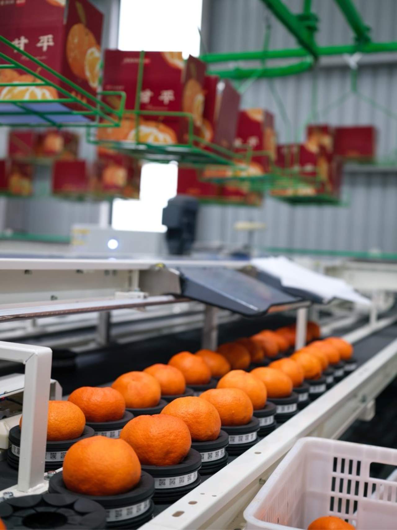 嵋春柑～大橘·甘平<礼盒装>