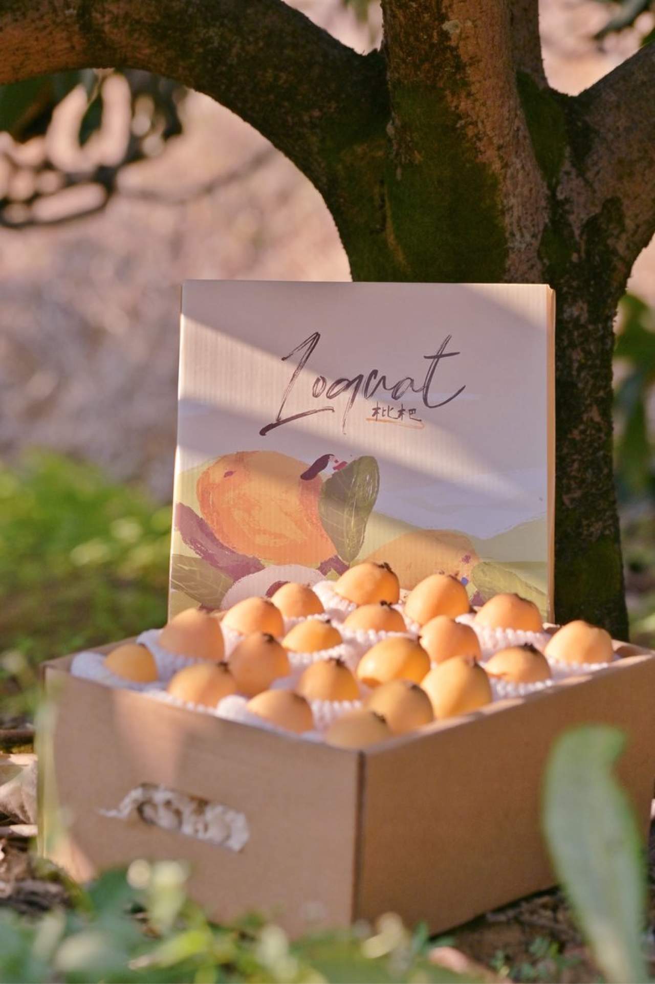 攀枝花.米易.早钟枇杷