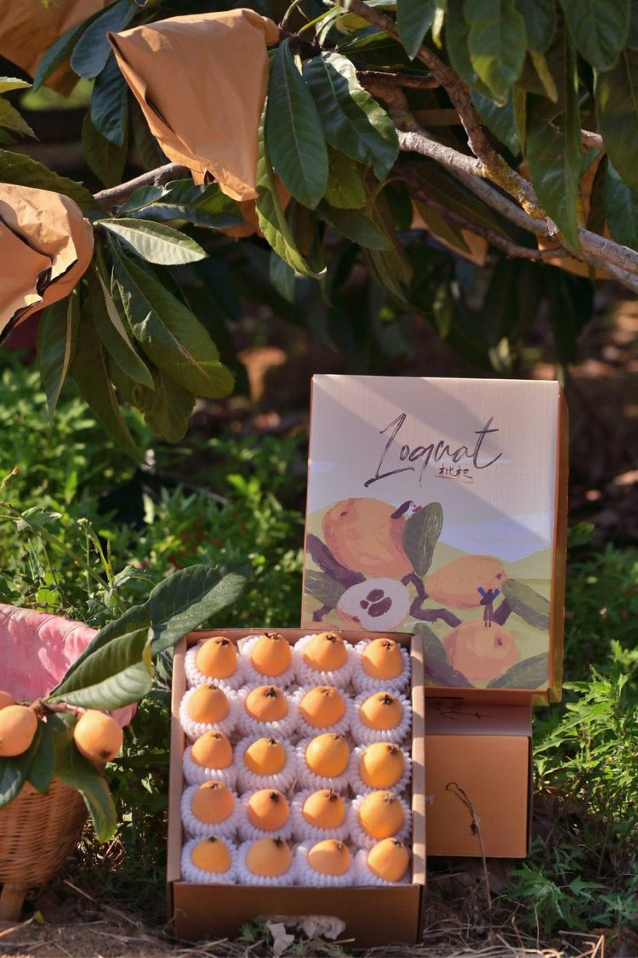 攀枝花.米易.早钟枇杷