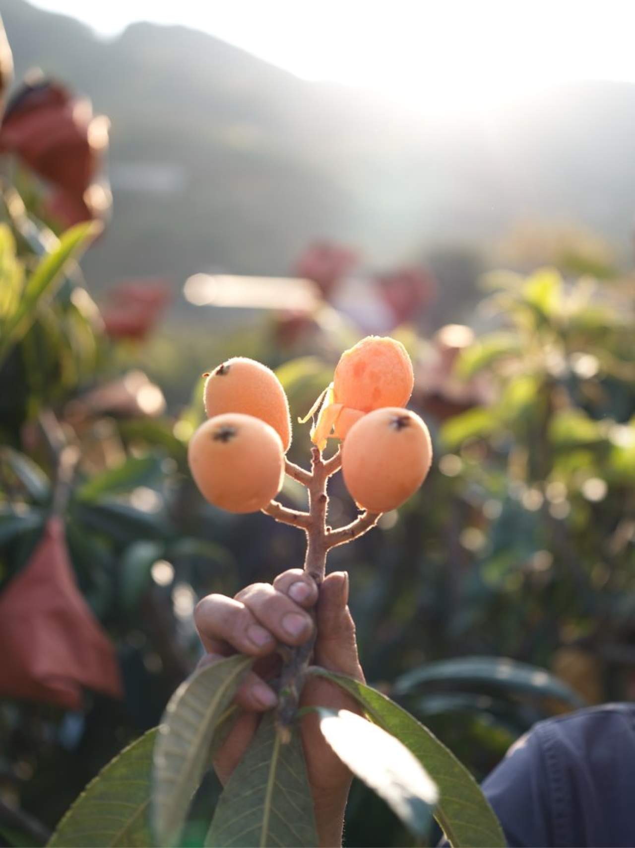 攀枝花.米易.早钟枇杷