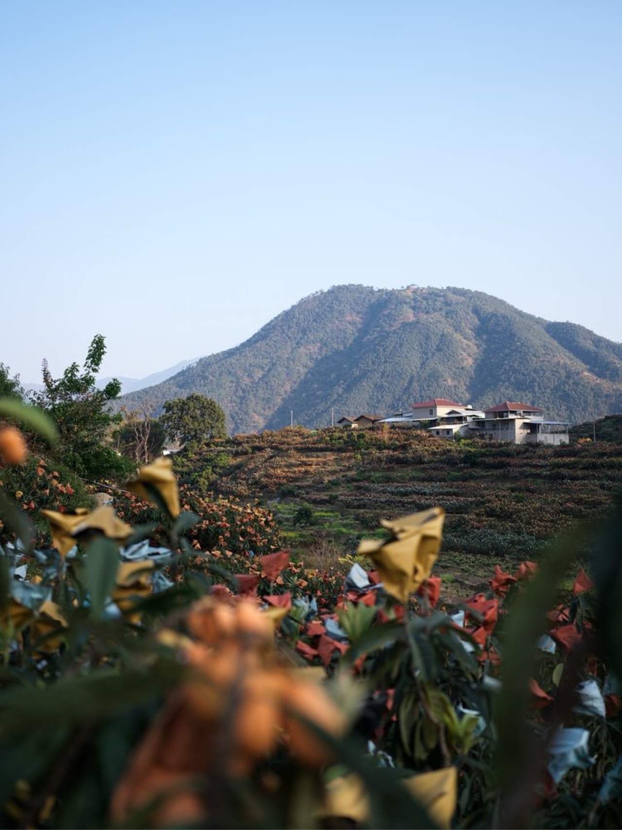 攀枝花.米易.早钟枇杷