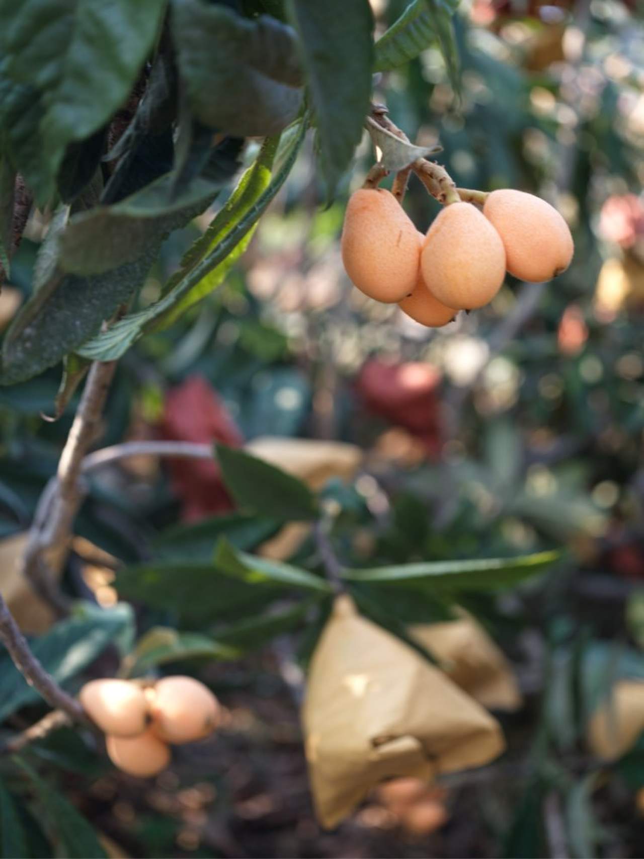 攀枝花.米易.早钟枇杷