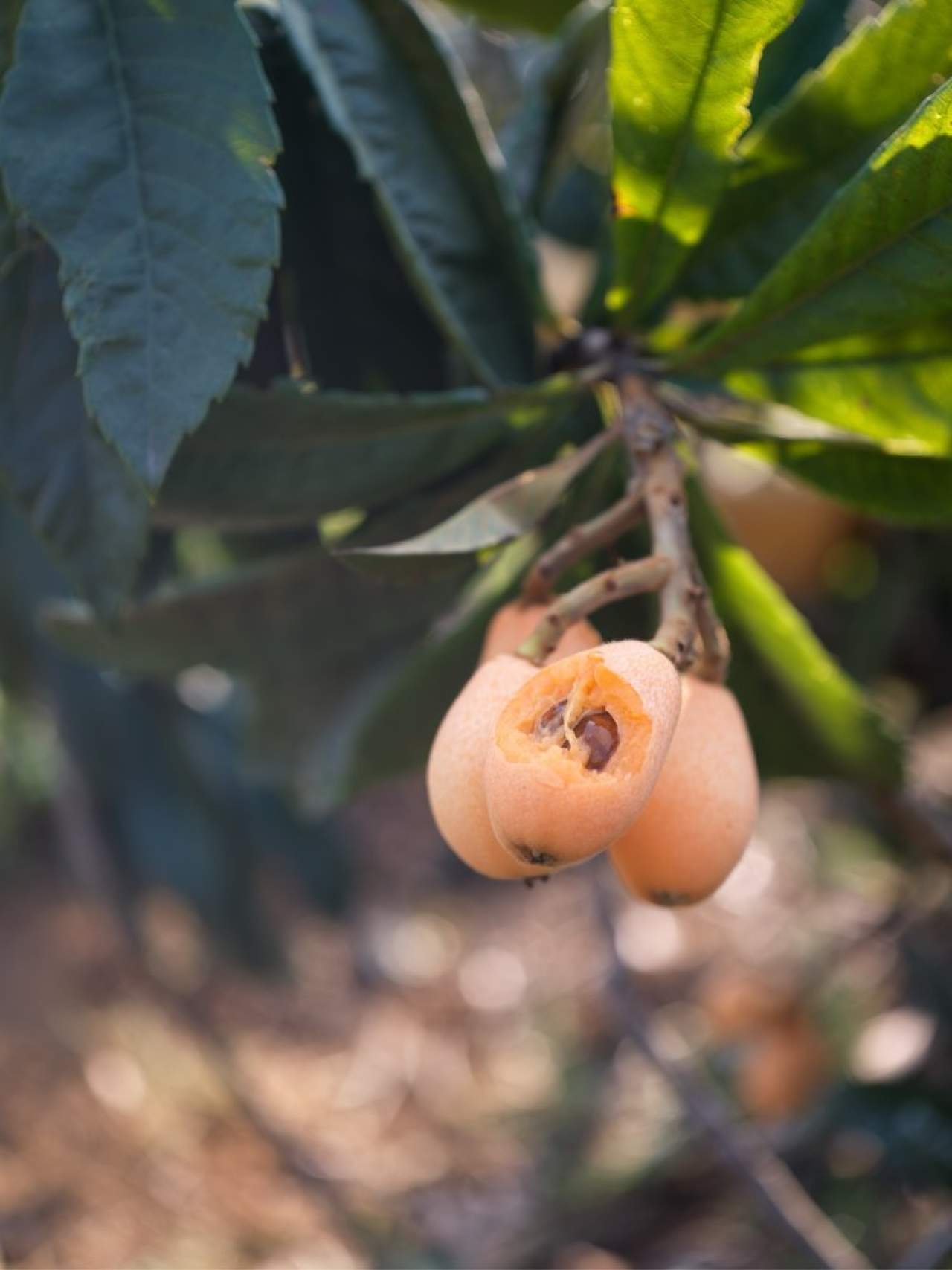 攀枝花.米易.早钟枇杷