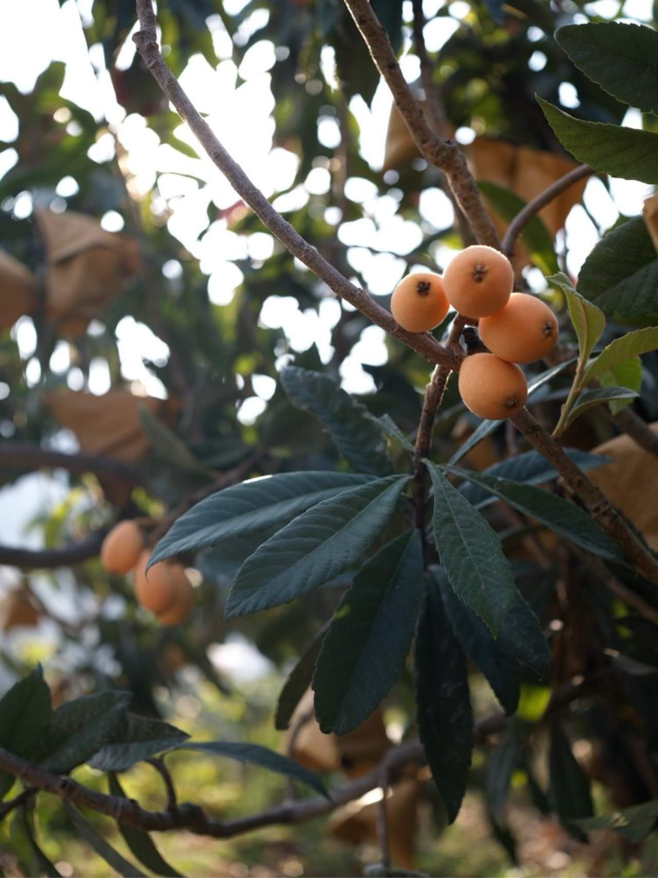 攀枝花.米易.早钟枇杷