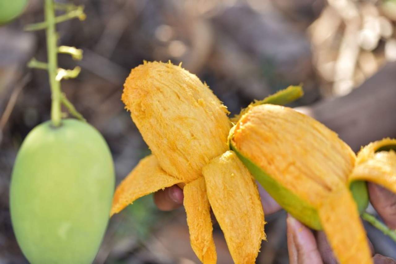 攀枝花椰香芒果