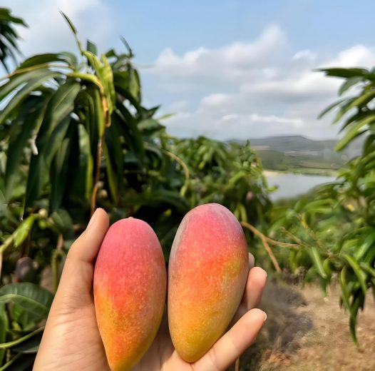 全国各地芒果对比：谁才是芒果中王者？