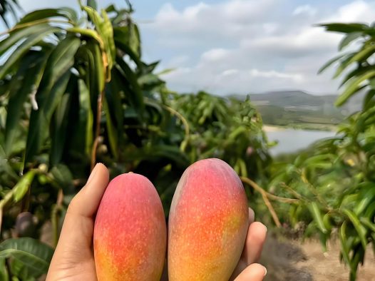 全国各地芒果对比：谁才是芒果中王者？