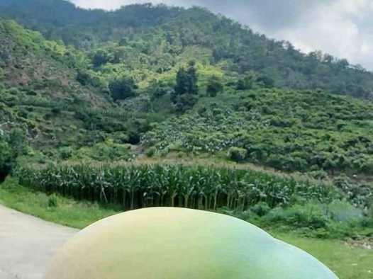 攀枝花凯特芒果：阳光吻过的金色珍馐