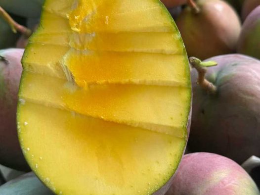 攀枝花凯特芒果怎么判断成熟？芒果要熟透了才好吃