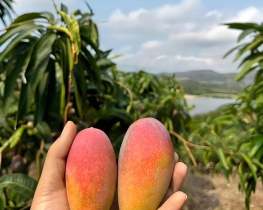 全国各地芒果对比：谁才是芒果中王者？
