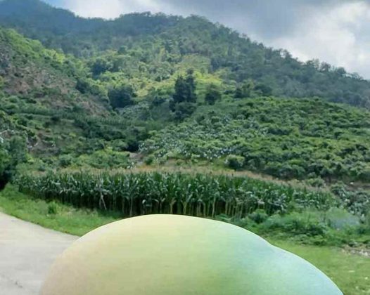 攀枝花凯特芒果：阳光吻过的金色珍馐