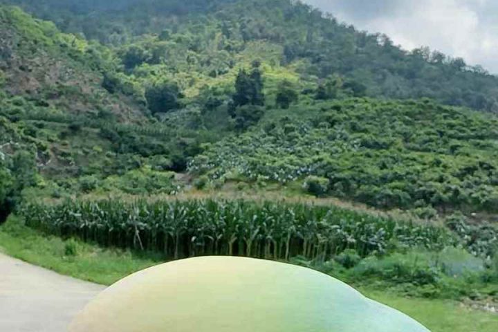 攀枝花凯特芒果：阳光吻过的金色珍馐 – 攀枝花芒果网