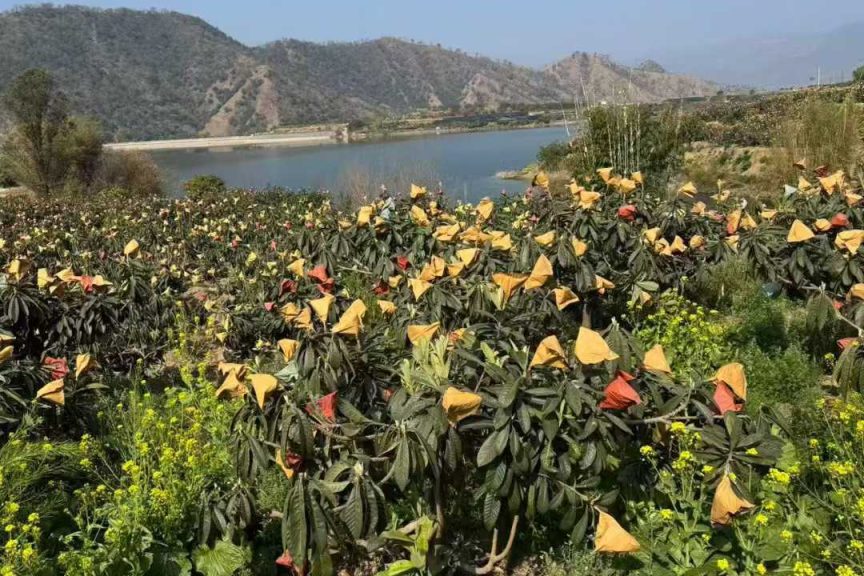 攀枝花的枇杷熟了！