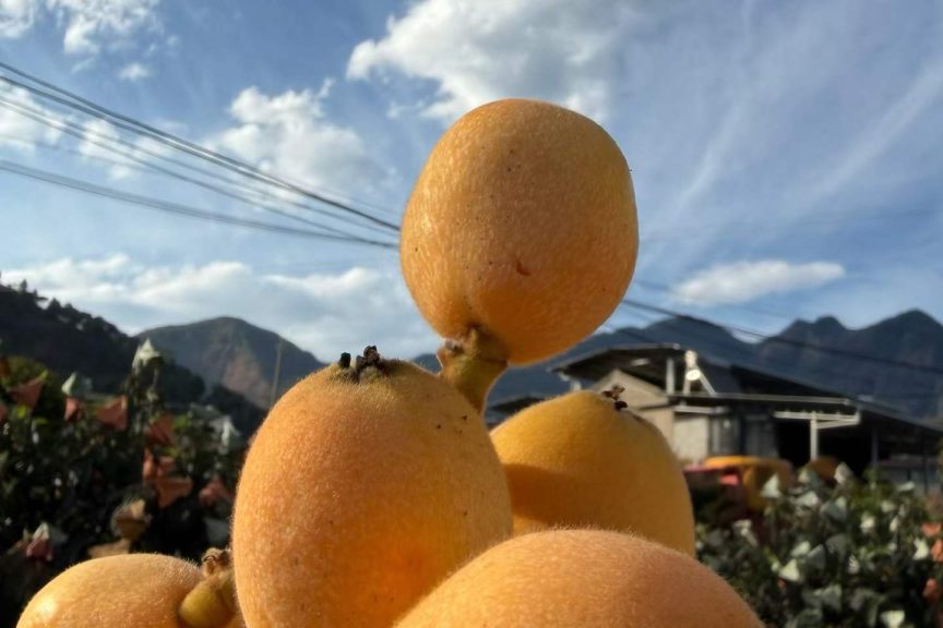 大山里的甜枇杷