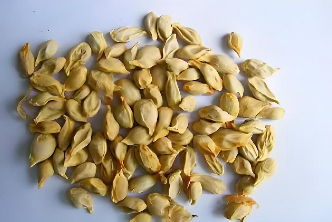 中药橘核的神奇功效与作用,哪些禁忌你需要知道?