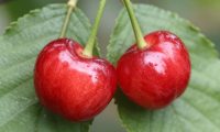 针叶樱桃的药用价值与营养功效,全面了解针叶樱桃的好处
