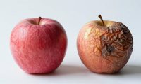 怎样判断苹果是否变质,苹果变质后含有哪些有害物质?