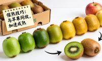 奇异果与弥猴桃催熟技巧，如何享受美味多汁奇异果果实？