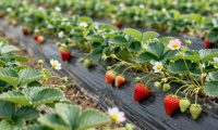 判断草莓是否使用激素促生长的有效方法与技巧
