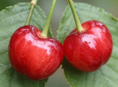 针叶樱桃的药用价值与营养功效,全面了解针叶樱桃的好处