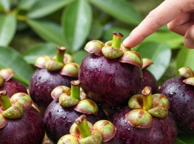 怎样挑选新鲜山竹，山竹挑选注意事项
