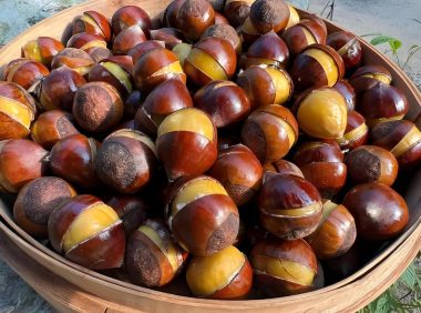 锥栗的饮食禁忌,锥栗和什么食物相克?